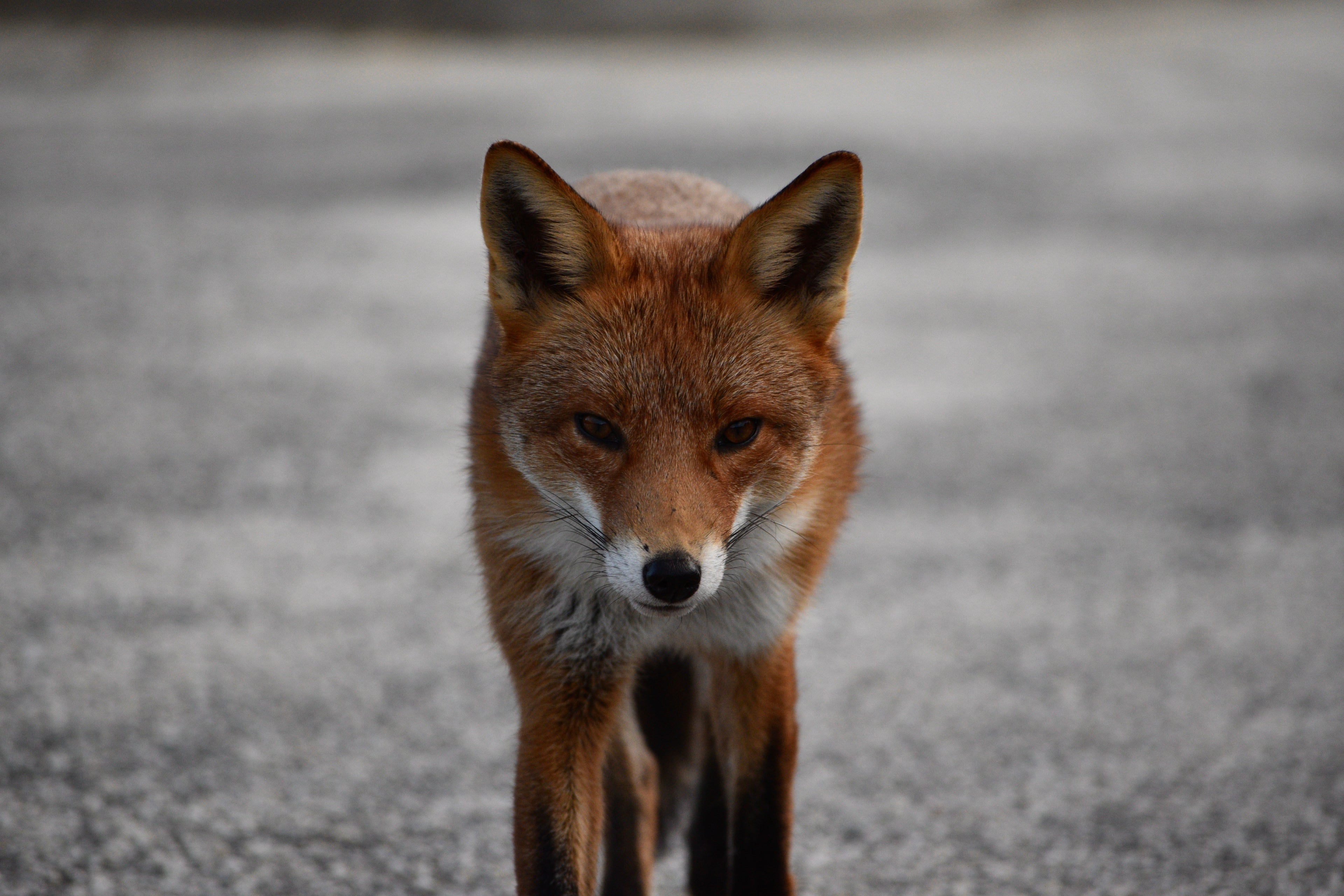 The Manta Train (Manguna)