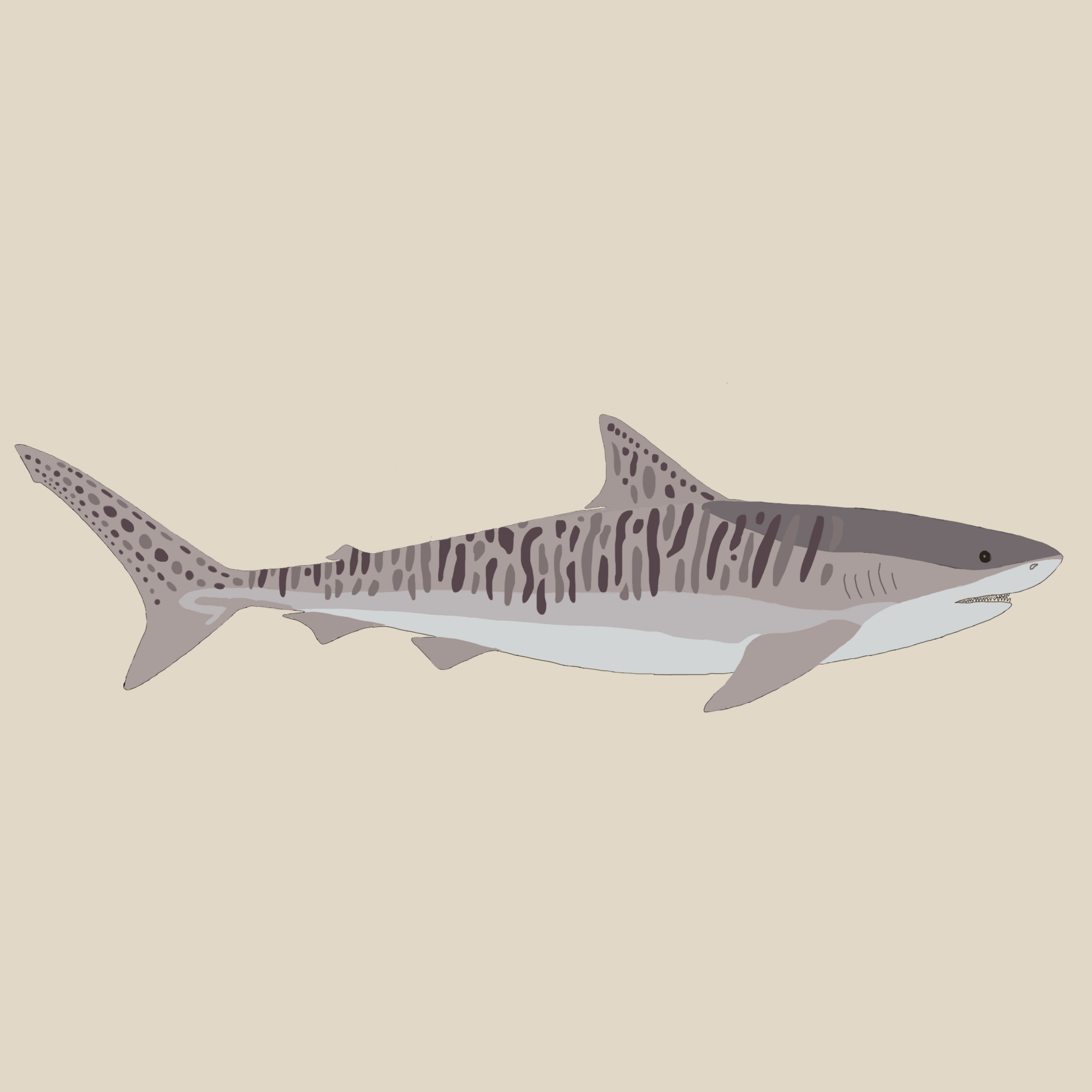 Tiger Shark